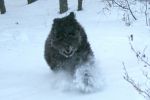 more snow fun